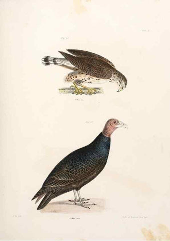 Reproducción/Reproduction 7894647424: Zoology of New York;. Albany :W. & A. White & J. Visscher :1842-44.