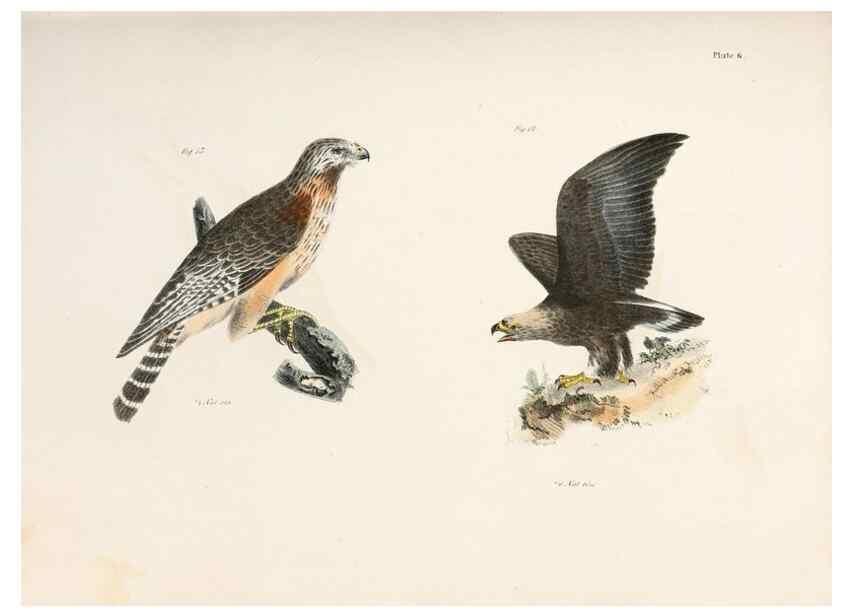 Reproducción/Reproduction 7894648146: Zoology of New York;. Albany :W. & A. White & J. Visscher :1842-44.