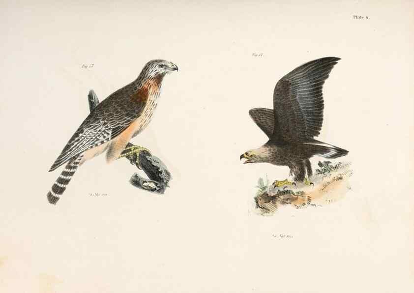 Reproducción/Reproduction 7894648146: Zoology of New York;. Albany :W. & A. White & J. Visscher :1842-44.