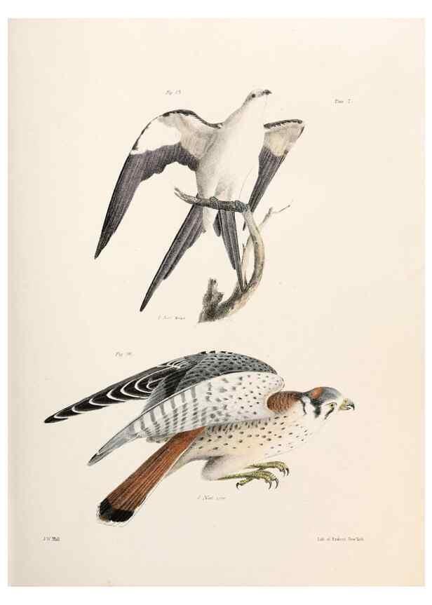 Reproducción/Reproduction 7894648966: Zoology of New York;. Albany :W. & A. White & J. Visscher :1842-44.