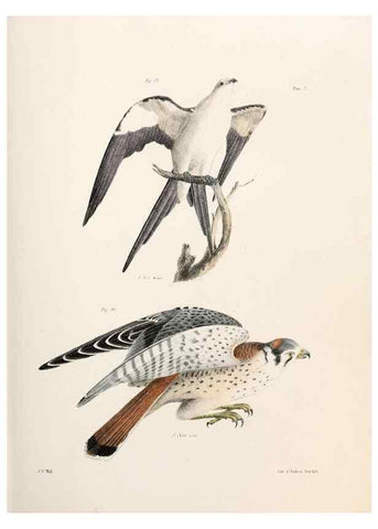 Reproducción/Reproduction 7894648966: Zoology of New York;. Albany :W. & A. White & J. Visscher :1842-44.