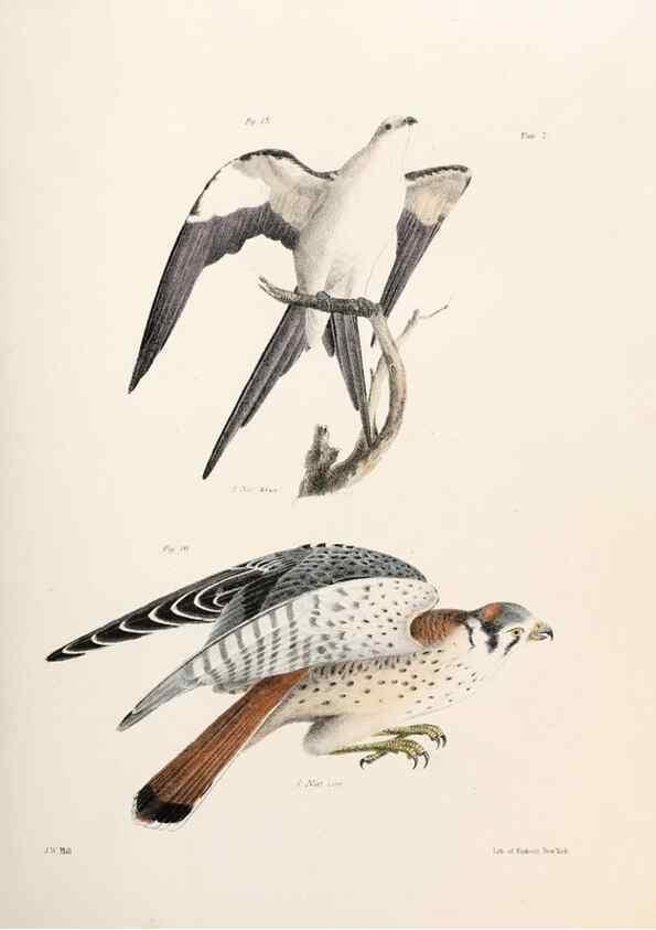 Reproducción/Reproduction 7894648966: Zoology of New York;. Albany :W. & A. White & J. Visscher :1842-44.