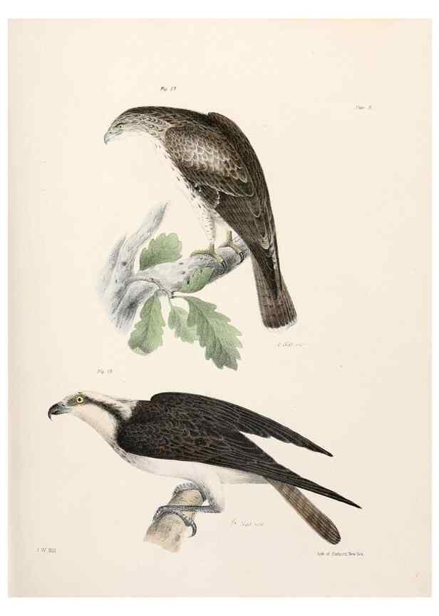 Reproducción/Reproduction 7894649828: Zoology of New York;. Albany :W. & A. White & J. Visscher :1842-44.
