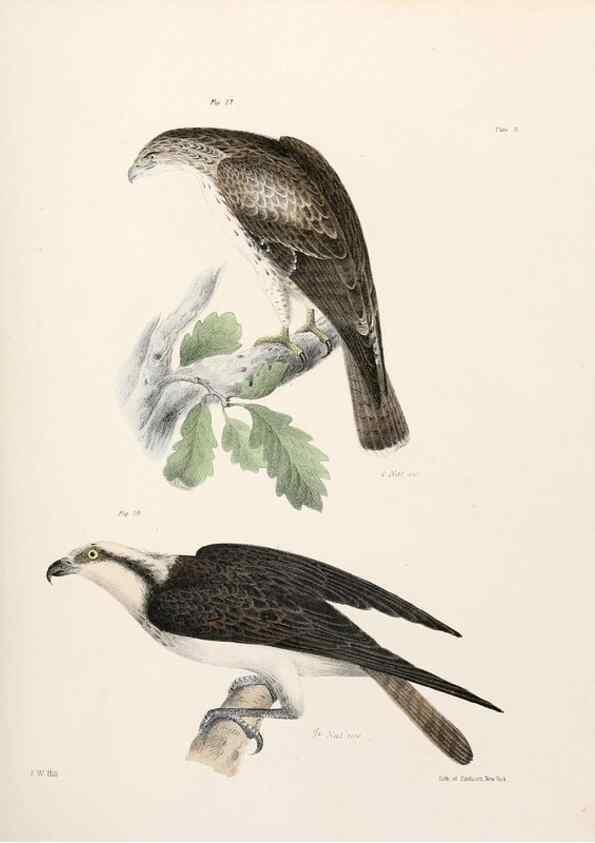 Reproducción/Reproduction 7894649828: Zoology of New York;. Albany :W. & A. White & J. Visscher :1842-44.