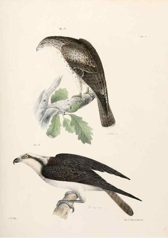 Reproducción/Reproduction 7894649828: Zoology of New York;. Albany :W. & A. White & J. Visscher :1842-44.