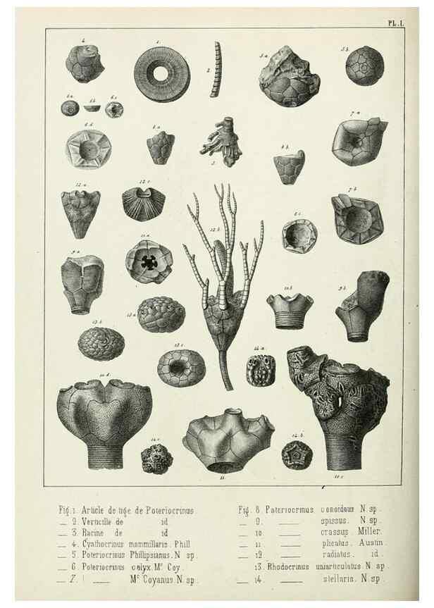 Reproducción/Reproduction 7879861424: Recherches sur les Crinoïdes du terrain Carbonifère de la Belgique, &c. /. 1854.