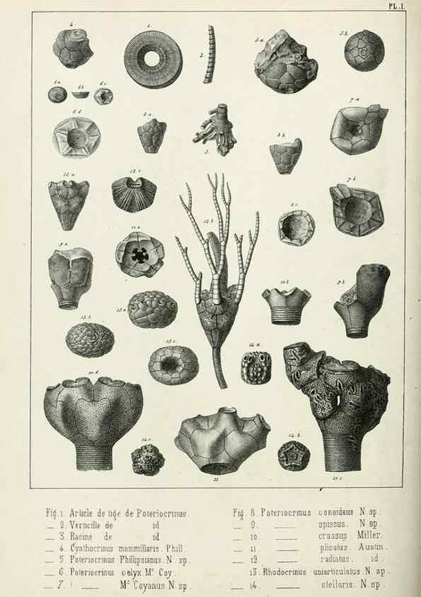 Reproducción/Reproduction 7879861424: Recherches sur les Crinoïdes du terrain Carbonifère de la Belgique, &c. /. 1854.
