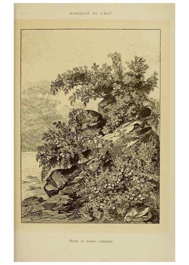 Reproducción/Reproduction 7873455388: Les roses cultivées à l'Haÿ en 1902 :. Paris :Rousset,1902.