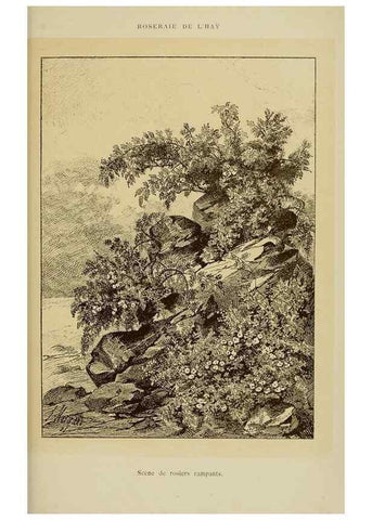 Reproducción/Reproduction 7873455388: Les roses cultivées à l'Haÿ en 1902 :. Paris :Rousset,1902.