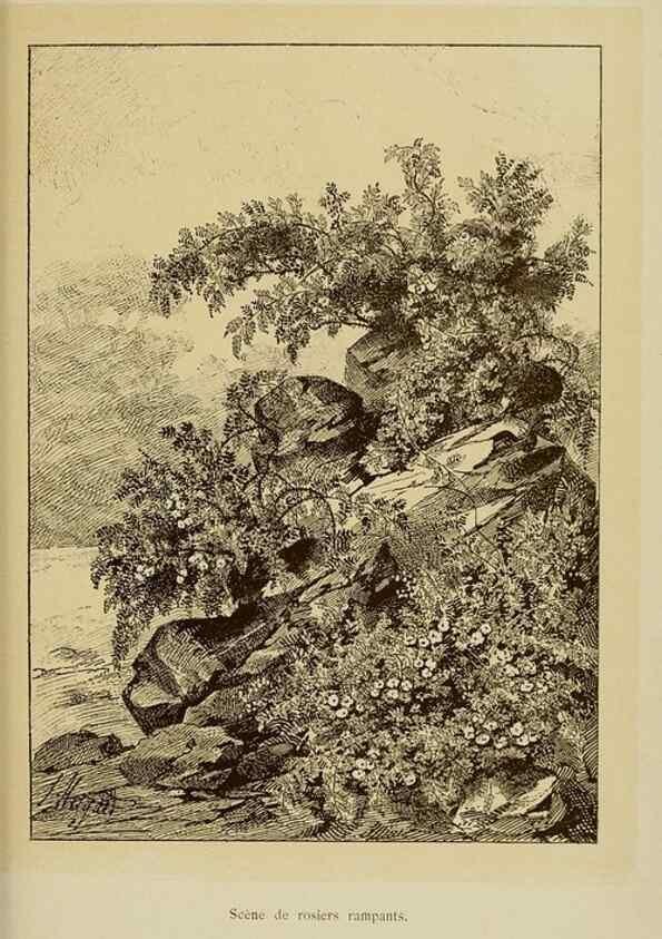 Reproducción/Reproduction 7873455388: Les roses cultivées à l'Haÿ en 1902 :. Paris :Rousset,1902.