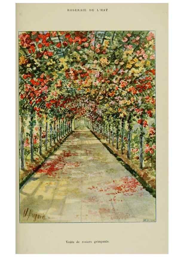 Reproducción/Reproduction 7873450572: Les roses cultivées à l'Haÿ en 1902 :. Paris :Rousset,1902.