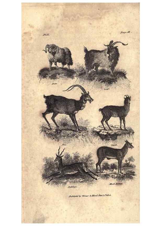 Reproducción/Reproduction 7872678506: Goldsmith's history of the earth and animated nature, abridged :. London :Vernor, Hood and Sharpe,1807.