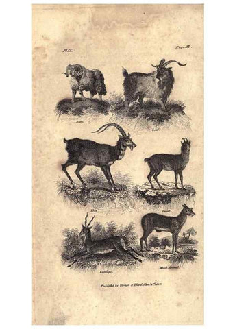 Reproducción/Reproduction 7872678506: Goldsmith's history of the earth and animated nature, abridged :. London :Vernor, Hood and Sharpe,1807.