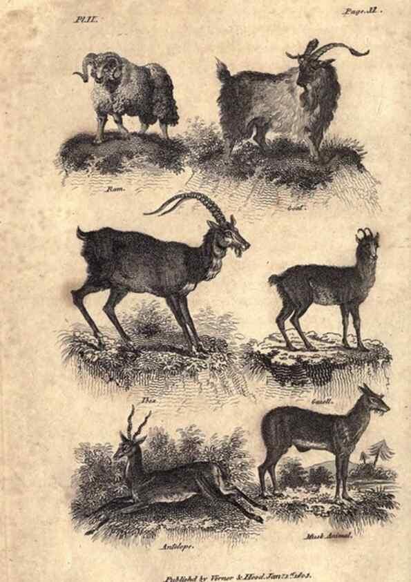 Reproducción/Reproduction 7872678506: Goldsmith's history of the earth and animated nature, abridged :. London :Vernor, Hood and Sharpe,1807.