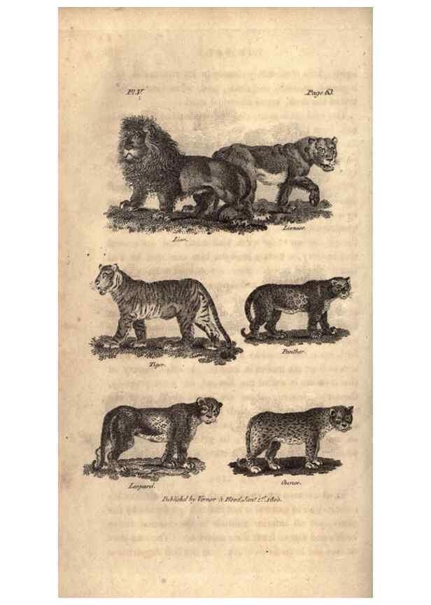 Reproducción/Reproduction 7872679974: Goldsmith's history of the earth and animated nature, abridged :. London :Vernor, Hood and Sharpe,1807.