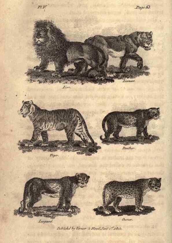 Reproducción/Reproduction 7872679974: Goldsmith's history of the earth and animated nature, abridged :. London :Vernor, Hood and Sharpe,1807.