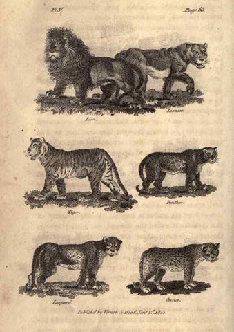 Reproducción/Reproduction 7872679974: Goldsmith's history of the earth and animated nature, abridged :. London :Vernor, Hood and Sharpe,1807.