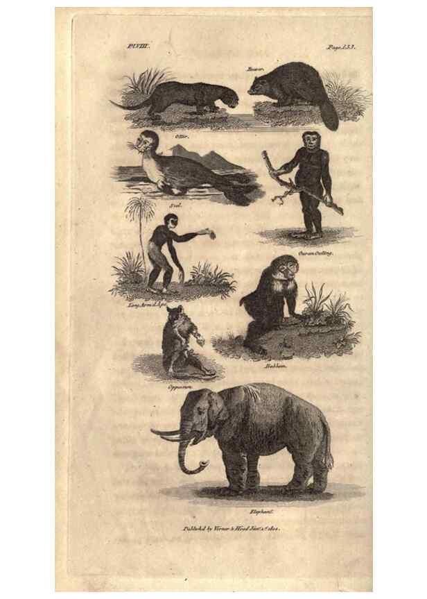Reproducción/Reproduction 7872681584: Goldsmith's history of the earth and animated nature, abridged :. London :Vernor, Hood and Sharpe,1807.
