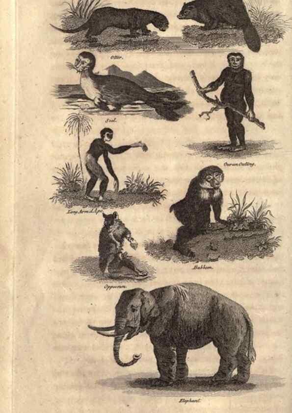 Reproducción/Reproduction 7872681584: Goldsmith's history of the earth and animated nature, abridged :. London :Vernor, Hood and Sharpe,1807.
