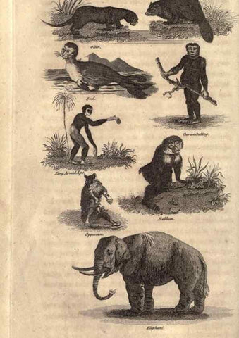 Reproducción/Reproduction 7872681584: Goldsmith's history of the earth and animated nature, abridged :. London :Vernor, Hood and Sharpe,1807.