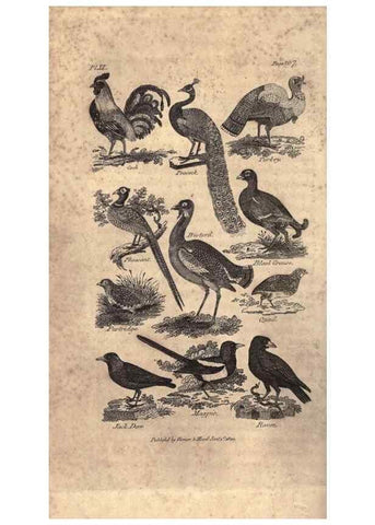 Reproducción/Reproduction 7872683038: Goldsmith's history of the earth and animated nature, abridged :. London :Vernor, Hood and Sharpe,1807.