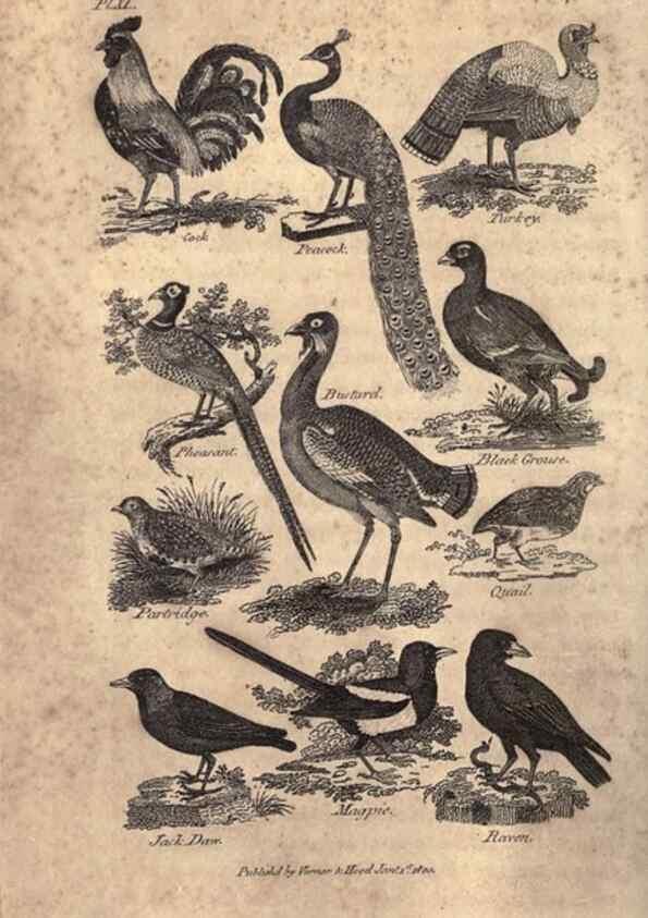 Reproducción/Reproduction 7872683038: Goldsmith's history of the earth and animated nature, abridged :. London :Vernor, Hood and Sharpe,1807.
