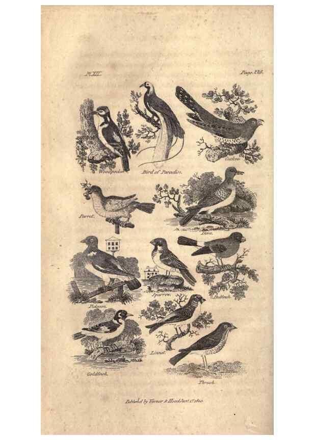 Reproducción/Reproduction 7872684696: Goldsmith's history of the earth and animated nature, abridged :. London :Vernor, Hood and Sharpe,1807.