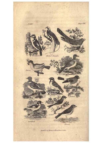 Reproducción/Reproduction 7872684696: Goldsmith's history of the earth and animated nature, abridged :. London :Vernor, Hood and Sharpe,1807.