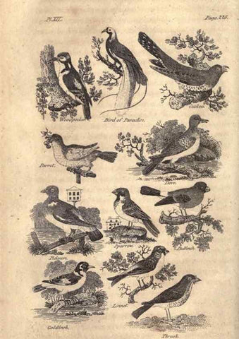 Reproducción/Reproduction 7872684696: Goldsmith's history of the earth and animated nature, abridged :. London :Vernor, Hood and Sharpe,1807.