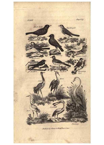 Reproducción/Reproduction 7872686242: Goldsmith's history of the earth and animated nature, abridged :. London :Vernor, Hood and Sharpe,1807.