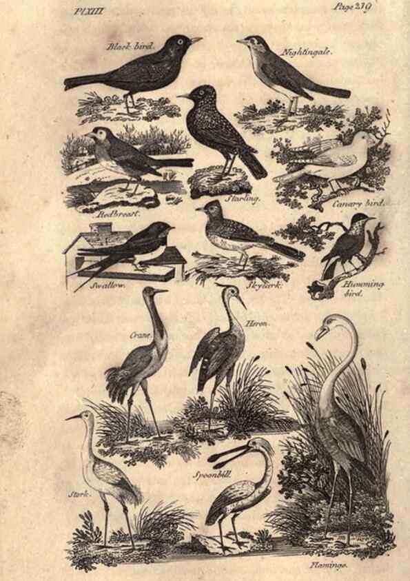 Reproducción/Reproduction 7872686242: Goldsmith's history of the earth and animated nature, abridged :. London :Vernor, Hood and Sharpe,1807.