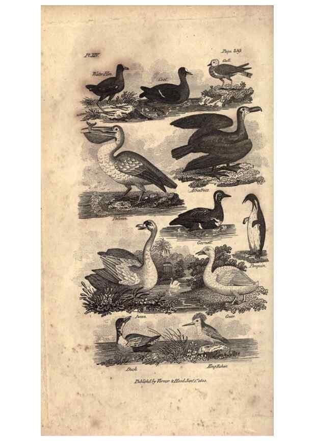 Reproducción/Reproduction 7872688252: Goldsmith's history of the earth and animated nature, abridged :. London :Vernor, Hood and Sharpe,1807.