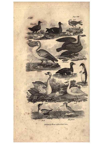Reproducción/Reproduction 7872688252: Goldsmith's history of the earth and animated nature, abridged :. London :Vernor, Hood and Sharpe,1807.