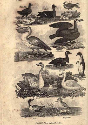 Reproducción/Reproduction 7872688252: Goldsmith's history of the earth and animated nature, abridged :. London :Vernor, Hood and Sharpe,1807.