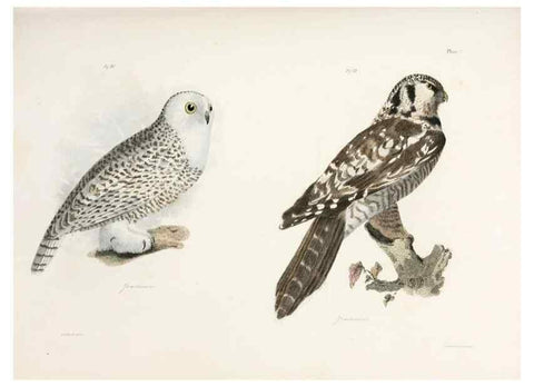 Reproducción/Reproduction 7894650610: Zoology of New York;. Albany :W. & A. White & J. Visscher :1842-44.