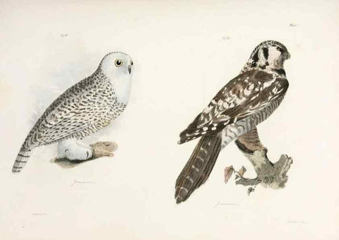 Reproducción/Reproduction 7894650610: Zoology of New York;. Albany :W. & A. White & J. Visscher :1842-44.