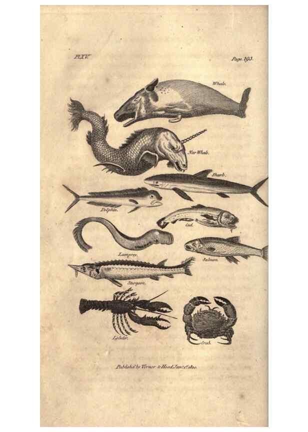 Reproducción/Reproduction 7872690236: Goldsmith's history of the earth and animated nature, abridged :. London :Vernor, Hood and Sharpe,1807.