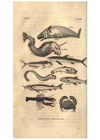 Reproducción/Reproduction 7872690236: Goldsmith's history of the earth and animated nature, abridged :. London :Vernor, Hood and Sharpe,1807.