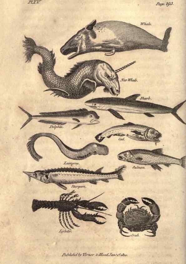 Reproducción/Reproduction 7872690236: Goldsmith's history of the earth and animated nature, abridged :. London :Vernor, Hood and Sharpe,1807.