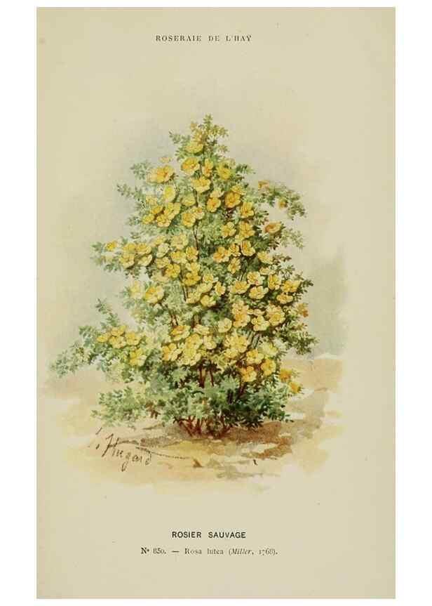 Reproducción/Reproduction 7873427996: Les roses cultivées à l'Haÿ en 1902 :. Paris :Rousset,1902.