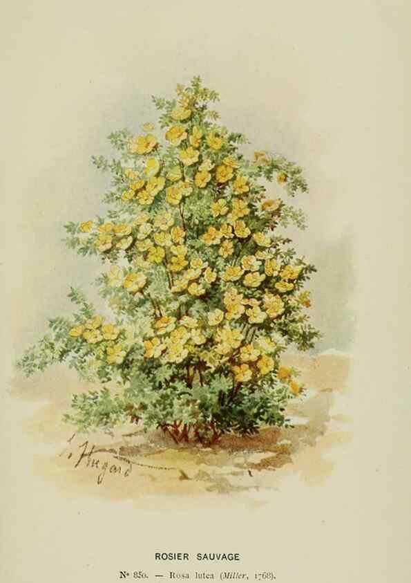 Reproducción/Reproduction 7873427996: Les roses cultivées à l'Haÿ en 1902 :. Paris :Rousset,1902.