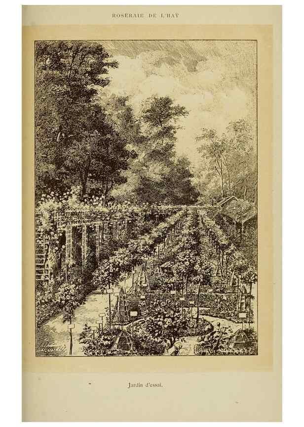 Reproducción/Reproduction 7873435428: Les roses cultivées à l'Haÿ en 1902 :. Paris :Rousset,1902.
