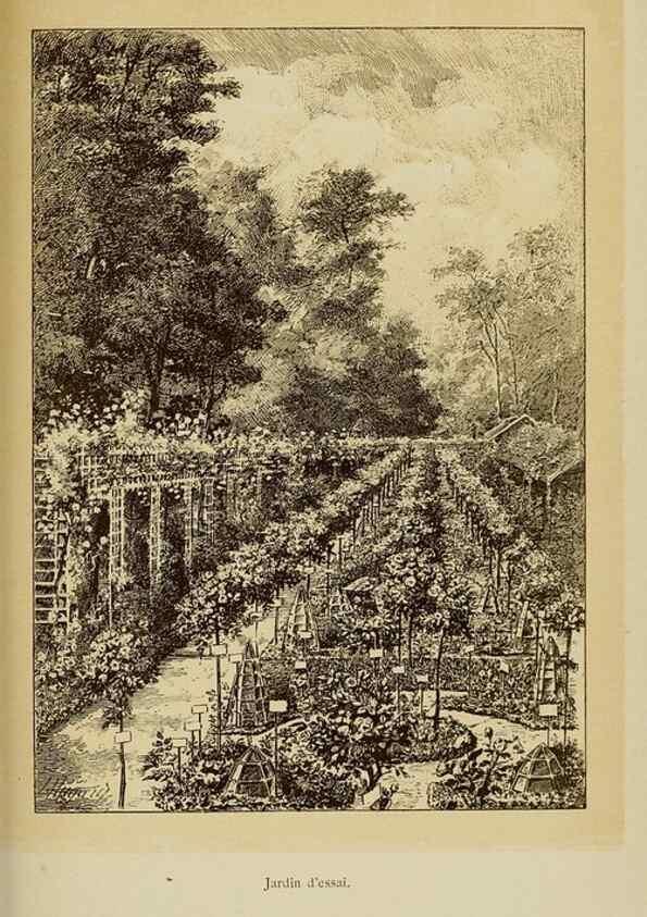 Reproducción/Reproduction 7873435428: Les roses cultivées à l'Haÿ en 1902 :. Paris :Rousset,1902.