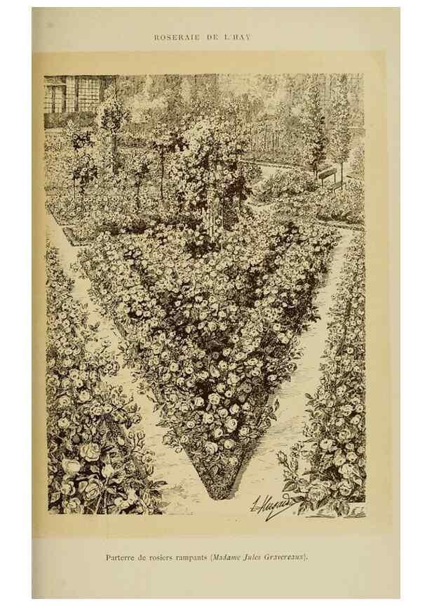 Reproducción/Reproduction 7873439220: Les roses cultivées à l'Haÿ en 1902 :. Paris :Rousset,1902.