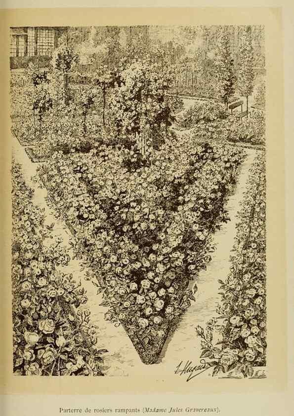 Reproducción/Reproduction 7873439220: Les roses cultivées à l'Haÿ en 1902 :. Paris :Rousset,1902.