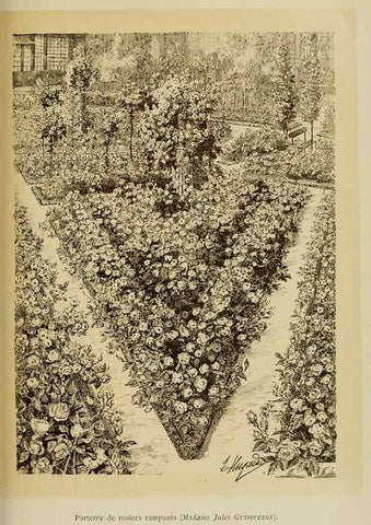 Reproducción/Reproduction 7873439220: Les roses cultivées à l'Haÿ en 1902 :. Paris :Rousset,1902.