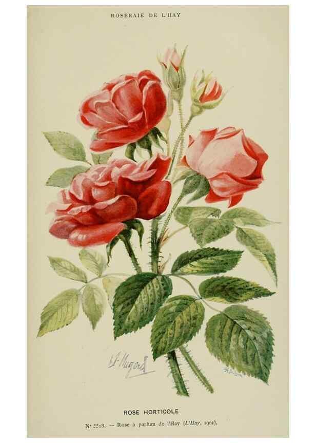 Reproducción/Reproduction 7873441440: Les roses cultivées à l'Haÿ en 1902 :. Paris :Rousset,1902.