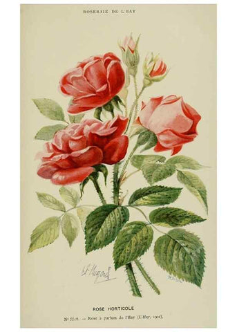 Reproducción/Reproduction 7873441440: Les roses cultivées à l'Haÿ en 1902 :. Paris :Rousset,1902.