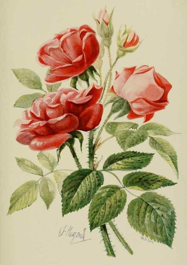 Reproducción/Reproduction 7873441440: Les roses cultivées à l'Haÿ en 1902 :. Paris :Rousset,1902.