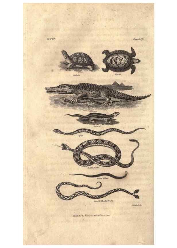 Reproducción/Reproduction 7872691900: Goldsmith's history of the earth and animated nature, abridged :. London :Vernor, Hood and Sharpe,1807.